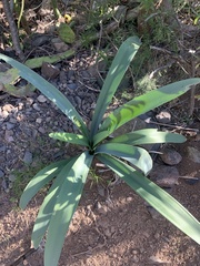 Pancratium canariense