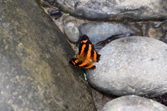 Symbrenthia hypselis