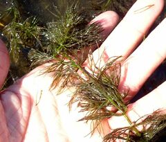 Ceratophyllum submersum