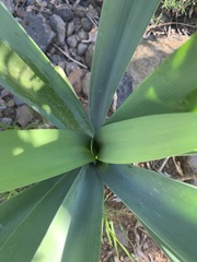 Pancratium canariense