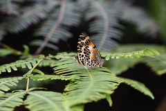 Symbrenthia hypselis