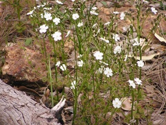 Drosera porrecta