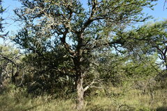 Vachellia astringens