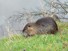 Myocastor coypus