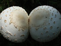 Chlorophyllum molybdites