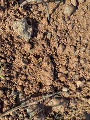 Brachygastra lecheguana