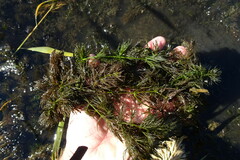 Ceratophyllum submersum