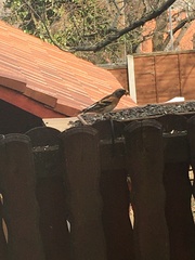 Fringilla montifringilla