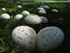 Chlorophyllum molybdites