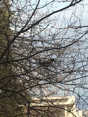 Fringilla montifringilla