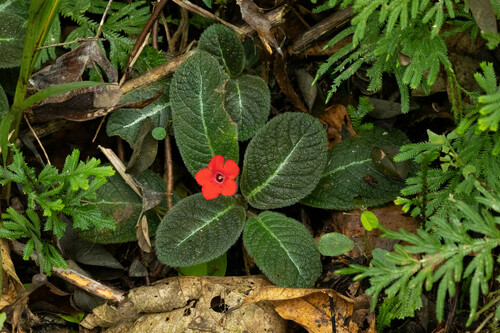 Episcia reptans, photograph 1