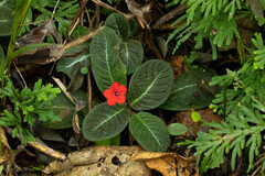 Episcia