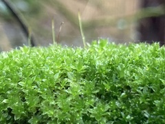 Syntrichia montana