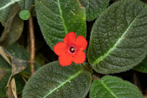 Episcia reptans, photograph 2