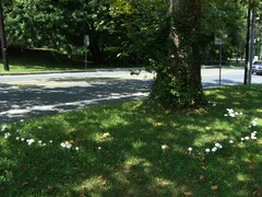 Chlorophyllum molybdites