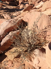 Heliotropium bacciferum