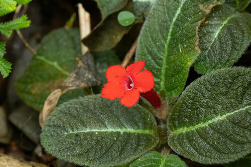 Episcia reptans, photograph 3