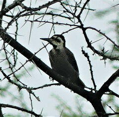 Chloropicus namaquus