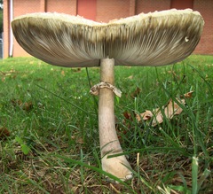 Chlorophyllum molybdites