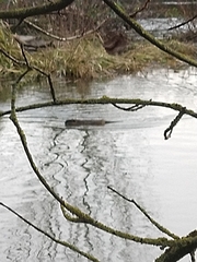 Ondatra zibethicus