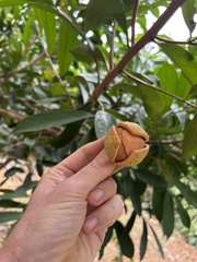 Annona
