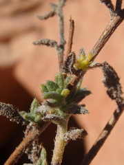 Heliotropium bacciferum