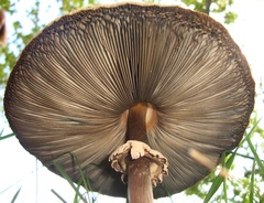 Chlorophyllum molybdites