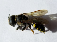 Ectemnius cephalotes