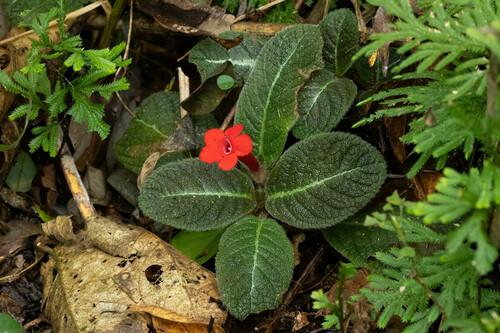 Episcia reptans, photograph 4