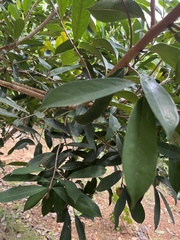 Annona