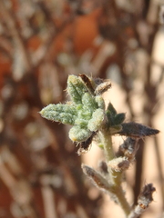 Heliotropium bacciferum