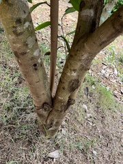 Annona