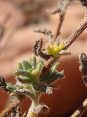 Heliotropium bacciferum