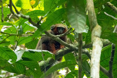 Plecturocebus discolor