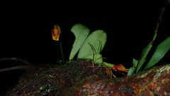 Masdevallia cuprea