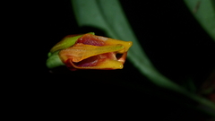 Masdevallia cuprea