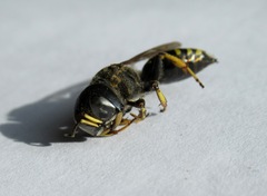Ectemnius cephalotes