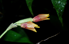 Masdevallia cuprea