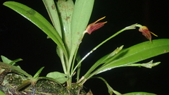 Masdevallia cuprea