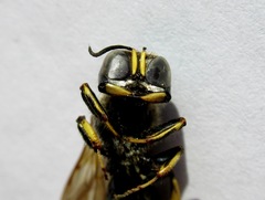 Ectemnius cephalotes