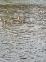 Himantopus mexicanus