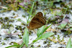 Junonia genoveva