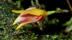 Masdevallia cuprea