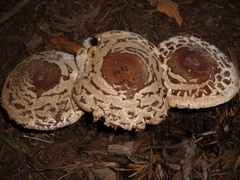 Chlorophyllum rhacodes