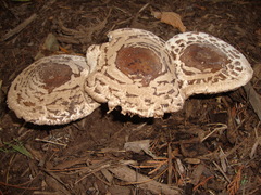 Chlorophyllum rhacodes