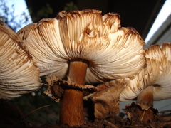 Chlorophyllum rhacodes