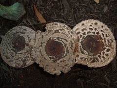 Chlorophyllum rhacodes