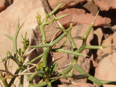 Zilla spinosa