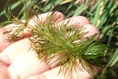 Ceratophyllum submersum