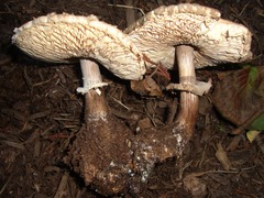 Chlorophyllum rhacodes